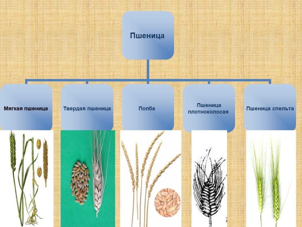 Какой тип системы у пшеницы. Подвиды пшеницы. Пшеница мягкая классификация. Мягкие сорта пшеницы. Систематика пшеницы мягкой.