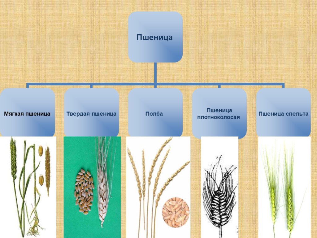 Отличие пшеницы. Виды пшеницы. Подвиды пшеницы. Классификация пшеницы мягкой. Мягкая и твердая пшеница.