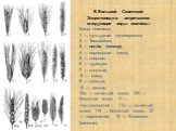 Виды пшеницы: 1 — культурная однозернянка: 2 — Тимофеева; 3 — полба (эммер); 4 — персидская (дика); 5 — твердая; 6 — тургидум; 7 — польская; 8 — маха; 9 — спельта; 10 — мягкая; 10а — остистый колос; 10б — безостый колос; 11 — плотноколосная; 11а — остистый колос; 11б — безостый колос; 12 — шарозерна