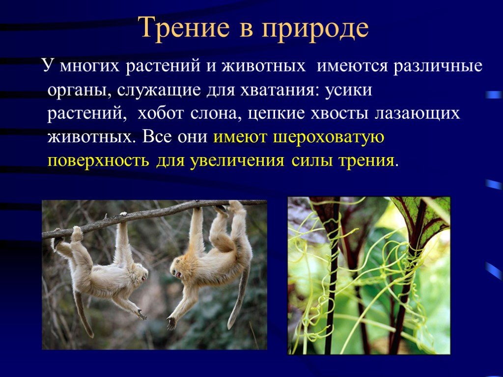 Трение в природе и технике презентация. Трение в природе. Сила трения в природе. Сила трения в природе и технике. Трение в природе у животных.