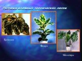 Растения влажных тропических лесов. Бигония Фикус Монстера