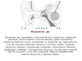 Внутреннее ухо Внутреннее ухо, называемое также улиткой, из-за сходства со спиральной раковиной улитки, содержит сложную систему трубок, заполненных жидкостью. Звуковые волны, попадающие во внутреннее ухо через овальное окно (6), вызывают движение жидкости, а та в свою очередь колебания крошечных во