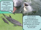 Дельфины издают более 700 ультразвуковых щелкающих звуков в секунду. Поток звуков возвращается через определенный промежуток времени в виде эха и подсказывает дельфинам расстояние до ближайшего косяка рыб.