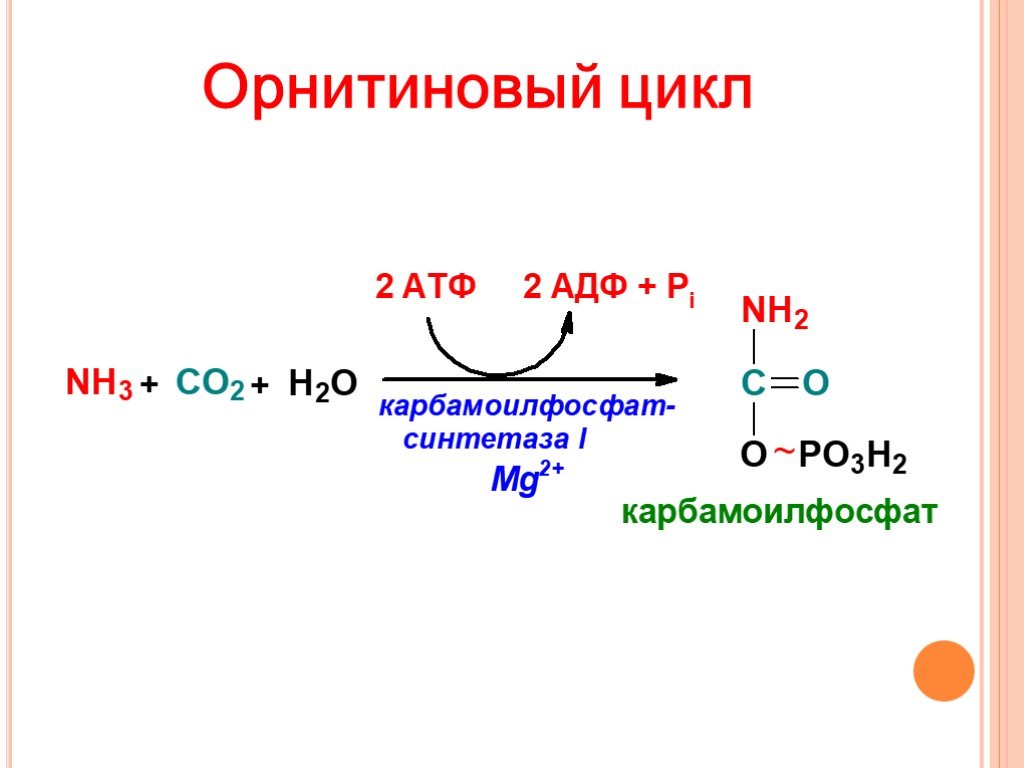 Орнитиновый цикл реакции. Карбамоилфосфат. Орнитиновый цикл по реакциям. Реакция образования карбамоилфосфата. Орнитиновый цикл 5 реакций.