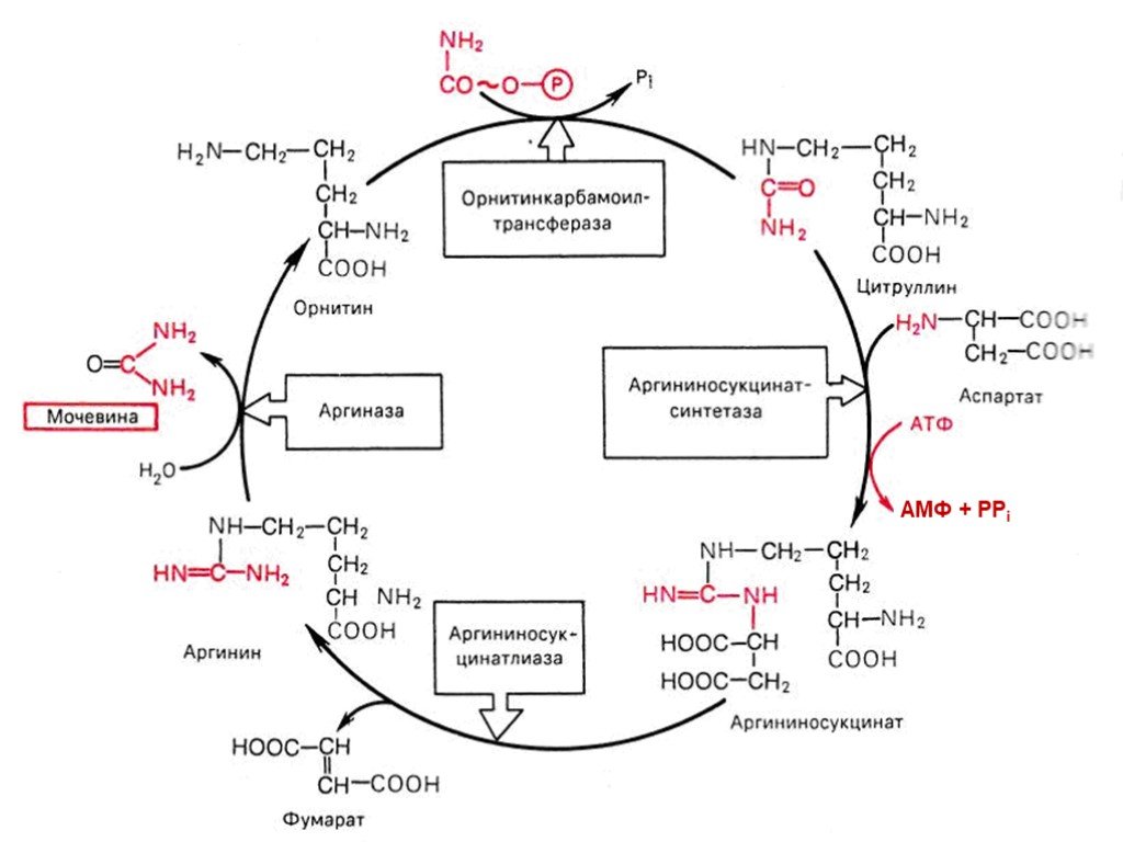 Орнитиновый цикл реакции. Схема орнитинового цикла синтеза мочевины. Орнитиновый цикл Кребса-Гензелейта – Биосинтез мочевины. Схема синтеза мочевины орнитиновый цикл. Орнитиновый цикл биохимия аминокислоты.