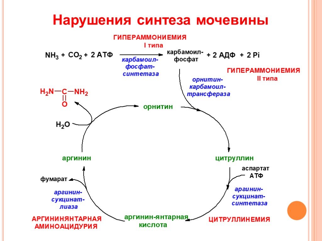 Мочевина продукт распада. Орнитиновый цикл мочевинообразования биохимия. Орнитиновый цикл мочевины. Орнитиновый цикл реакции. Цикл мочевины орнитиновый цикл.