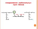 Амидирование карбоксильных групп белков