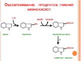 Обезвреживание продуктов гниения аминокислот. ОН ОSO3Н. индол индоксил индоксилсульфат. ОSO3К животный индикан К+ ФАФС 3,5-АДФ ½ О2