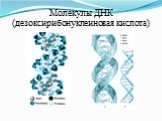 Молекулы ДНК (дезоксирибонуклеиновая кислота)