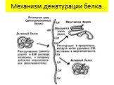 Механизм денатурации белка.