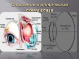 Строение и оптическая схема глаза