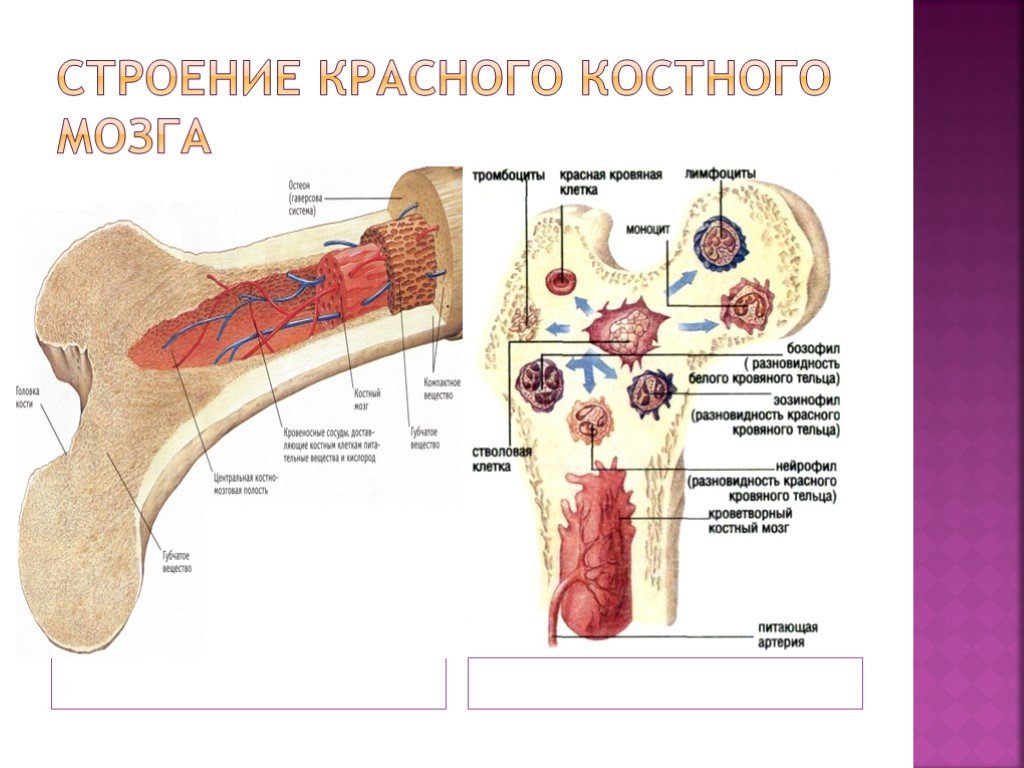 Функция желтого костного мозга в трубчатой кости. Схема строения красного костного мозга. Красный костный мозг анатомические образования. Красный костный мозг строение и топография. Строение красного костного мозга анатомия.