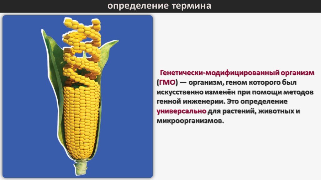 Определение понятию цветок. ГМО презентация. ГМО растений и животных. Исследования безопасности генетически модифицированных организмов. ГМО И экология.
