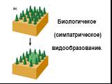 Биологичекое (симпатрическое) видообразование.