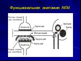 Функциональная анатомия АКМ