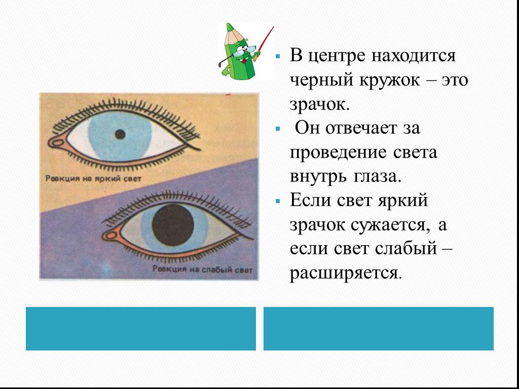 Зрение 9. Зрачок глаза находится в центре. Зрение -11. Глаза презентация 2 класс. Карточка глаза наблюдение.