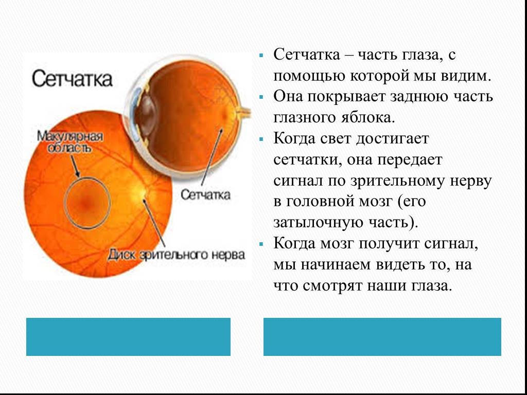 Функция сетчатки глаза человека. Сетчатая оболочка глаза части. Части сетчатки глазного яблока. Функции сетчатки глазного яблока. Части сетчатой оболочки глазного яблока.