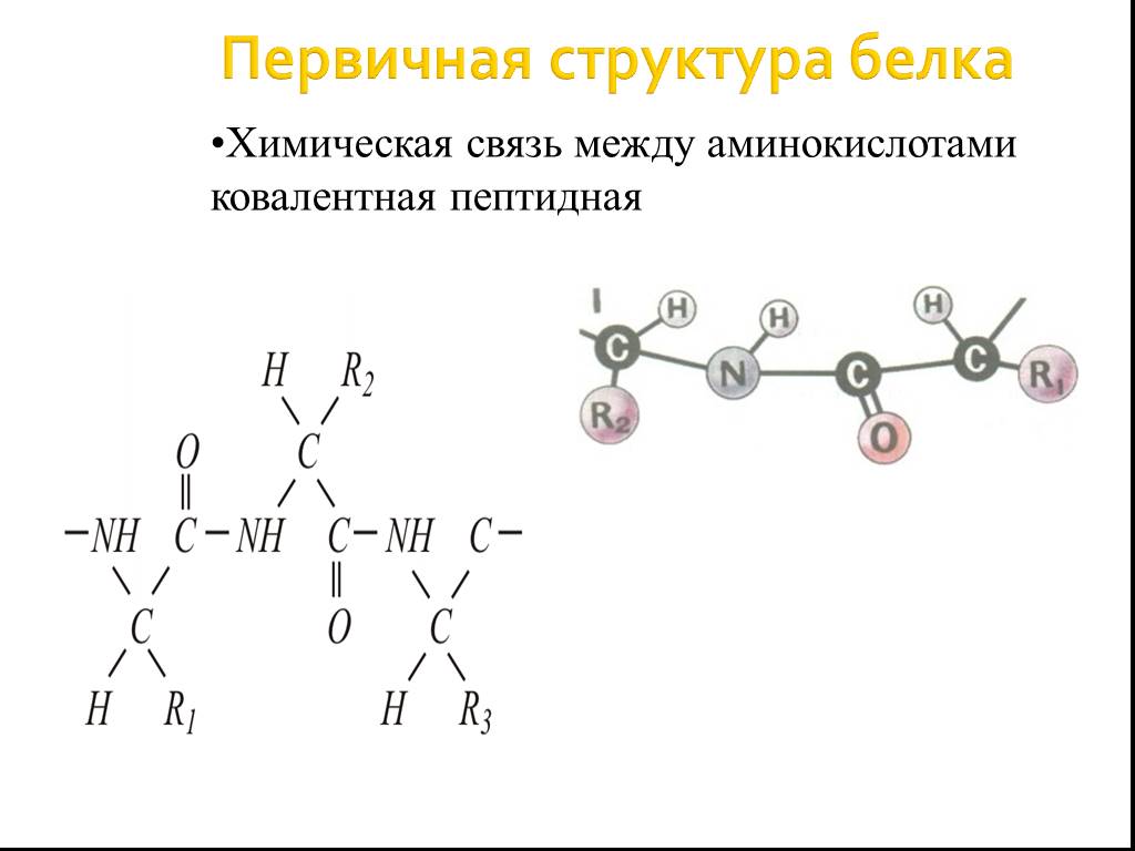 Химическая связь первичной структуры. Первичная структура белка уравнение. Первичная структура белка пептидная связь. Первичная структура белка структура. Химические связи первичной структуры белка.