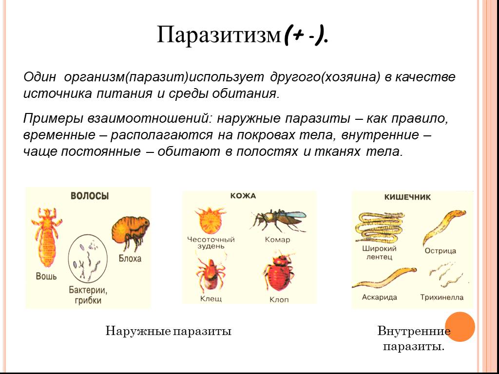 Чем внутренние паразиты отличаются от внутренних паразитов. Примеры питания паразитов. Биотические отношения паразитизм примеры. Паразит и хозяин примеры растений. Биотические взаимодействия паразитизм.
