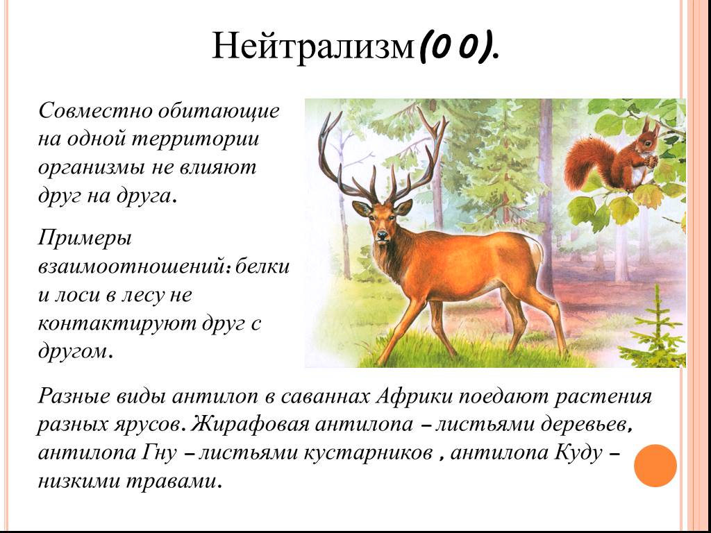 Совместное обитание животных разных видов презентация 7 класс