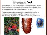 Мутуализм – взаимополезное сожительство, когда присутствие партнёра становится обязательным условием существования каждого из них. Примеры взаимоотношений : лишайники(грибы и водоросли), микориза (грибы и корни высших растений), клубеньки на корнях бобовых растений. Мутуализм(++).