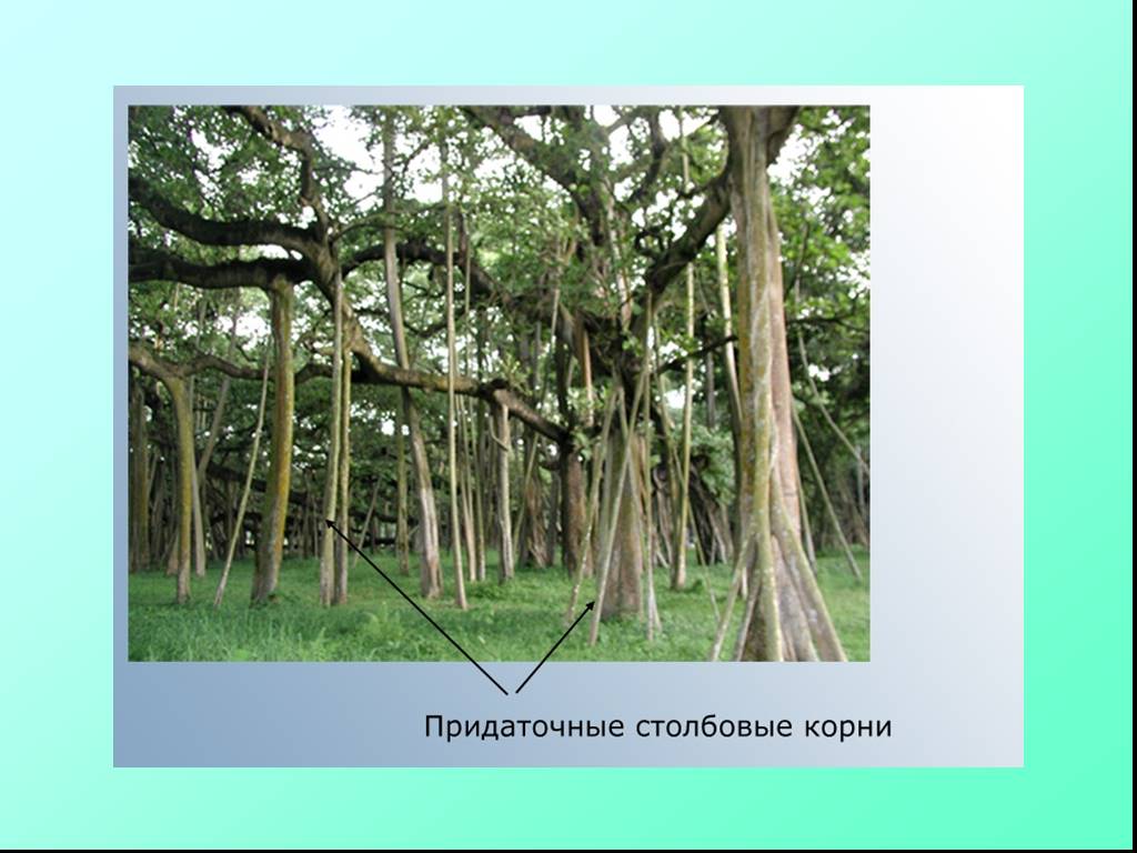Придаточные корни есть. Придаточные корни. Придаточные корни баньяна. Придаточные корни деревьев. Эпредаточные корень это.