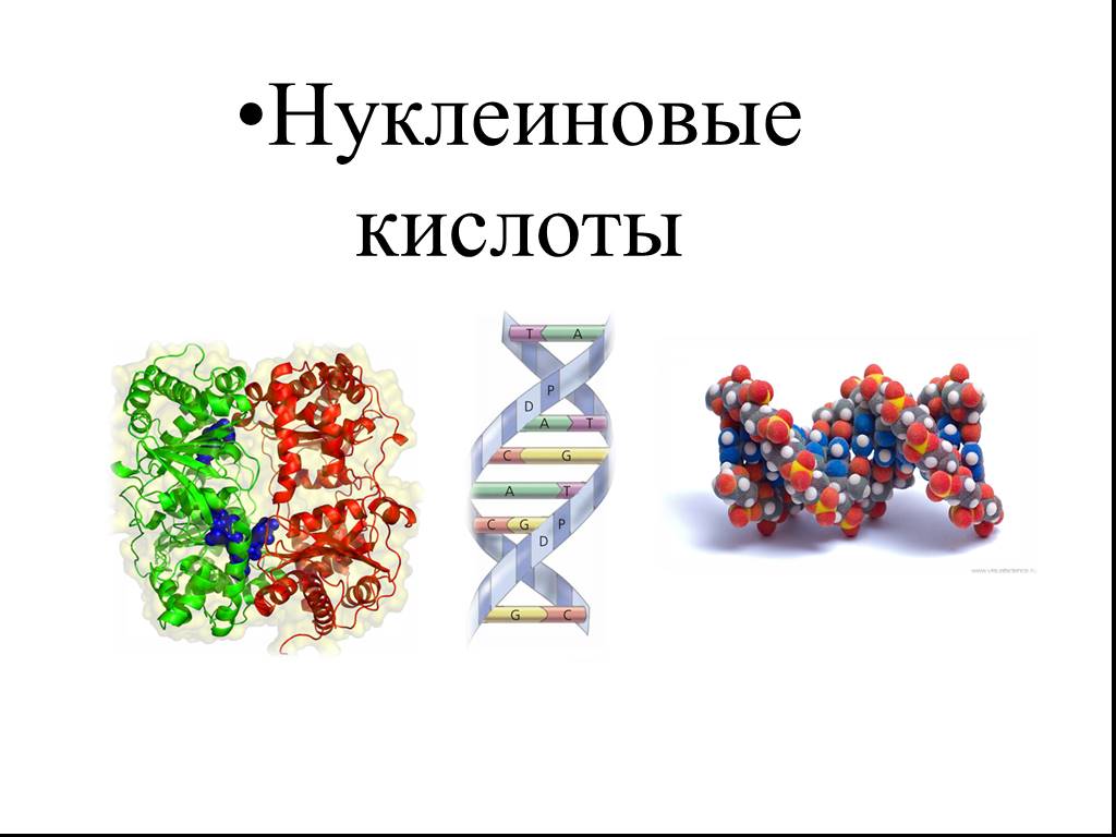 Нуклеиновые кислоты 10. Нуклеиновые кислоты. Нуклеиновые кислоты ДНК. Нуклеиновые кислоты рисунок. Молекула нуклеиновой кислоты.