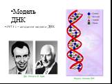 Модель ДНК. 1953 г. – создание модели ДНК