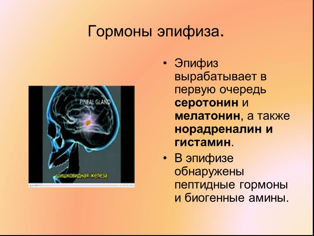 Шишковидная железа гормоны и функции. Гормоны эпифиза. Эпифиз вырабатывает гормон. Гормоны, вырабатываемые шишковидной железой. Эпифиз секретирует гормон.