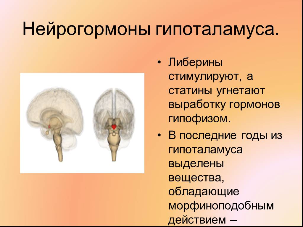 Гормоны вырабатываемые мозгом. Нейрогормоны гипоталамуса. Нейрогормоны либерины и статины. Гипоталамические либерины. Нейрогормоны и их роль.