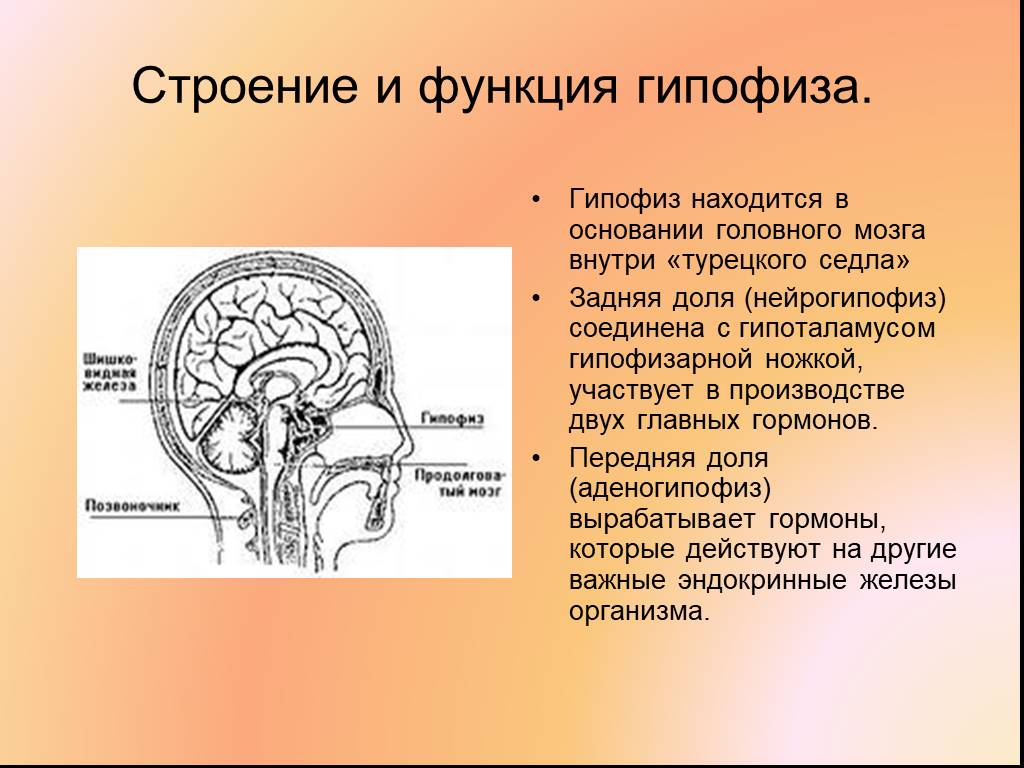 Какой гормон головной мозг. Гипофиз расположение строение функции. Гипофиз топография строение гормоны. Строение гормонов передней доли гипофиза. Анатомические структуры передней доли гипофиза.