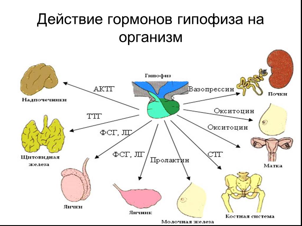 Гормоны презентация по биологии 11 класс