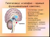 Гипоталамус и гипофиз – единый функциональный комплекс. Гипоталамус играет регулирующую функцию, а гипофиз – эффекторную. Центры коры полушарий мозга корректируют реакции гипоталамуса, которые возникают на изменение внутренней среды организма.