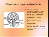 Строение и функция гипофиза. Гипофиз находится в основании головного мозга внутри «турецкого седла» Задняя доля (нейрогипофиз) соединена с гипоталамусом гипофизарной ножкой, участвует в производстве двух главных гормонов. Передняя доля (аденогипофиз) вырабатывает гормоны, которые действуют на другие