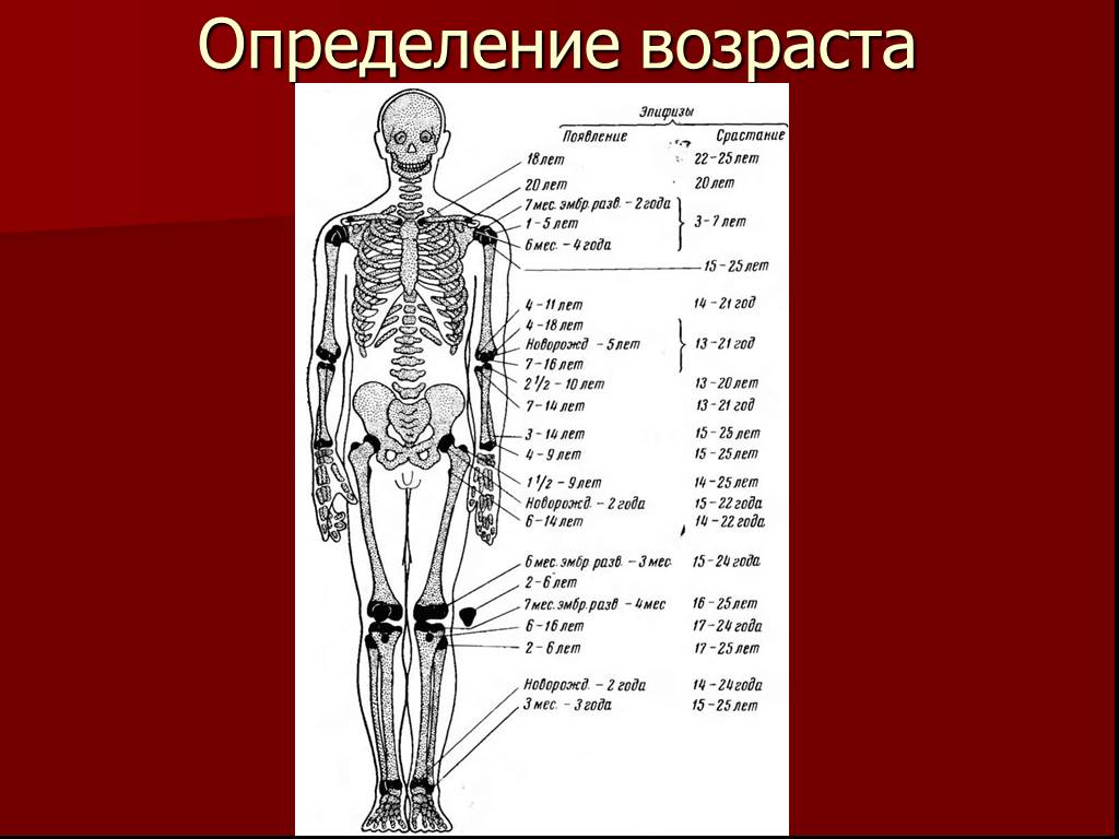 C определить возраст. Определение возраста человека. Возраст по костям. Определение возраста по костям. Возрасты скелеты человека.