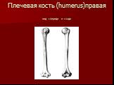 Плечевая кость (humerus)правая вид спереди и сзади