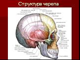 Структура черепа
