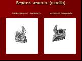 Верхняя челюсть (maxilla) передне-наружная поверхность внутренняя поверхность