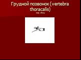 Грудной позвонок (vertebra thoracalis) вид сбоку