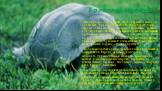 Болотная черепаха. Панцирь взрослых черепах сверху окрашен в тёмно-оливковый, буро-коричневый или тёмно-бурый, почти чёрный, цвет с мелкими жёлтыми пятнышками, точками или штрихами. Пластрон — тёмно-бурый или желтоватый с размытыми тёмными пятнами. Голова, шея, ноги и хвост черепахи тёмные, с многоч