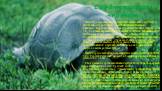 Среднеазиатская черепаха. Панцирь среднеазиатской черепахи невысокий, округлый, желтовато-бурого цвета, с расплывчатыми темными пятнами. Карапакс разделён на 13 роговых щитков, пластрон — на 16, по бокам карапакса расположены 25 щитков. На каждом из 13 щитков карапакса имеются бороздки, обычно их чи