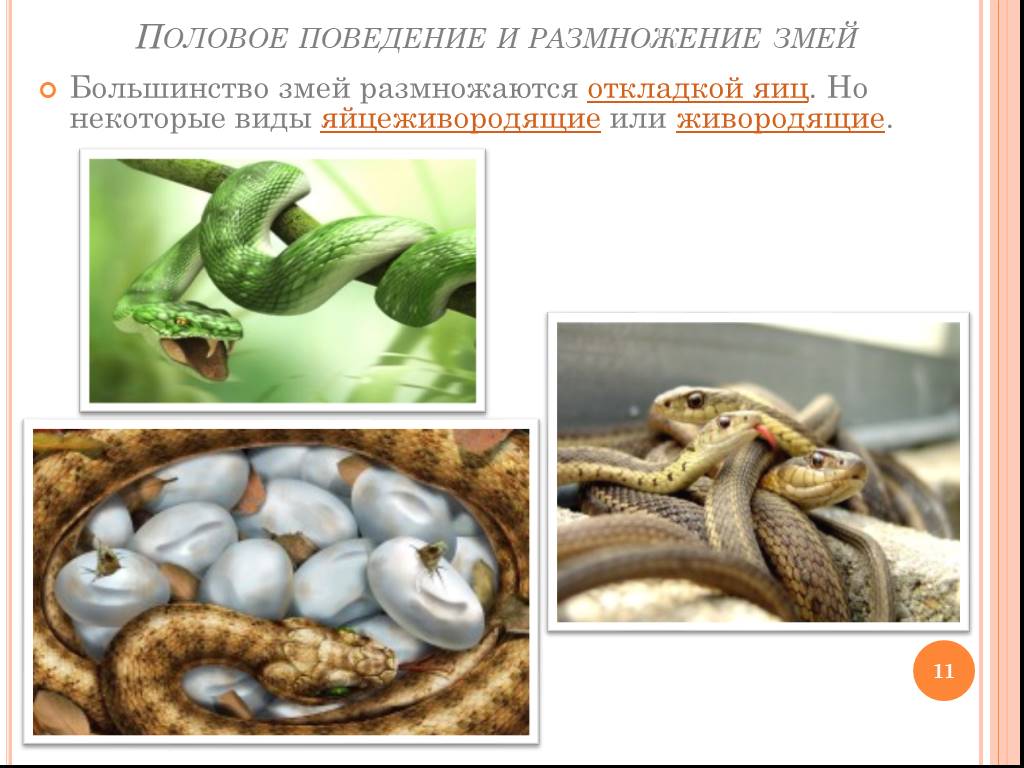 Змеи биология 7 класс. Особенности размножения змей.