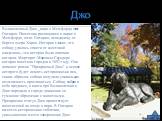 Джо. Великолепный Джо _парк в Мемфорде, штат Онтарио. Памятник расположен в парке в Мемфорде, штат Онтарио, неподалеку от берега озера Харон. История гласит, что собаку удалось спасти от жестокой владелицы, эта история была описана автором Маргарет Маршалл Саундерс. которая посетила городок в 1892 г