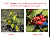Лекарственные растения, используемые при заболеваниях сердца и сосудов. адонис боярышник
