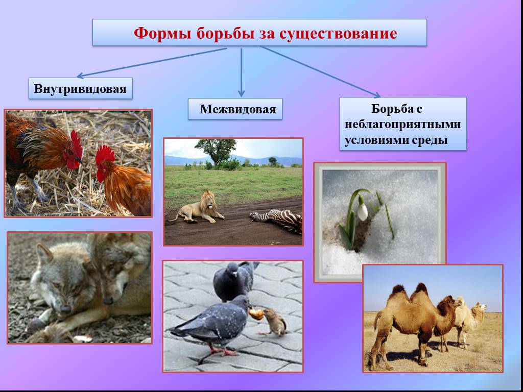 Борьба за существование и приспособление организмов проект