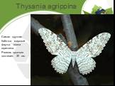 Thysania agrippina. Самая крупная бабочка мировой фауны- совка агриппина. Размах крыльев достигает 30 см.