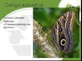 Caligo euriochus. Ночная совиная бабочка «Совиный взгляд» на крыльях.