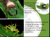 Бродячие муравьи (подсемейство Dorylinae, род Ection) Этих страшных насекомых боятся в Амазонии. Среди представителей других отрядов насекомых также встречаются такие причудливые( на фото- прямокрылые Panacanthus cuspidatus)