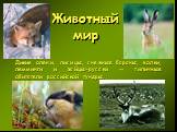 Животный мир. Дикие олени, лисицы, снежные бараны, волки, лемминги и зайцы-русаки — типичные обитатели российской тундры.