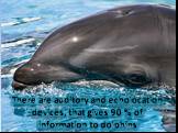 There are auditory and echolocation devices, that gives 90 % of information to dolphins